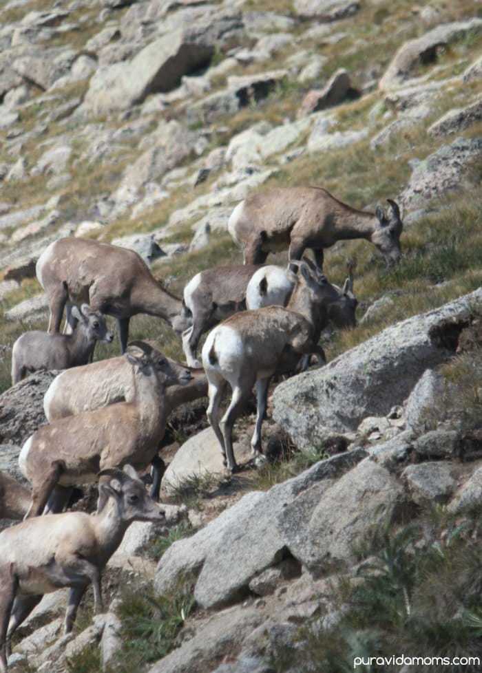 Mountain Goats on Mount Evans