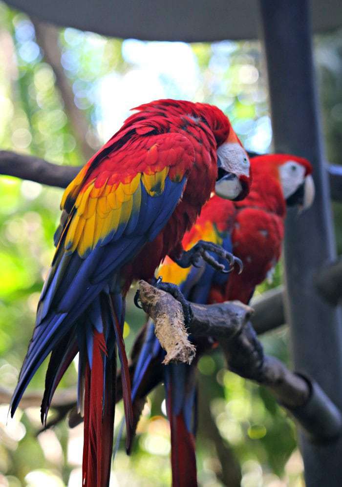 If you are considering a family trip to Costa Rica, check out our ten reasons to visit Costa Rica. We bet that after reading, your next international vacation will be a Costa Rica trip! 