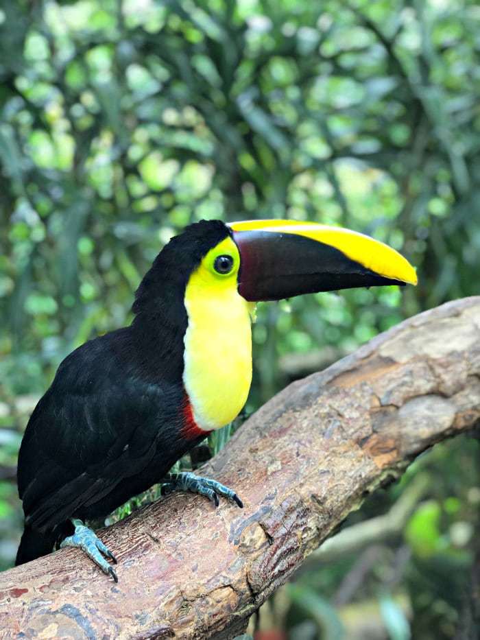 Black and yellow toucan perched on a branch at La Paz Waterfall Gardens.