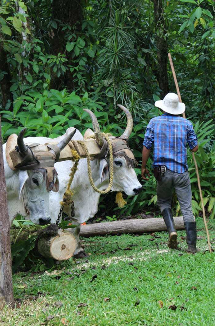 Traditional Costa Rican oxen.