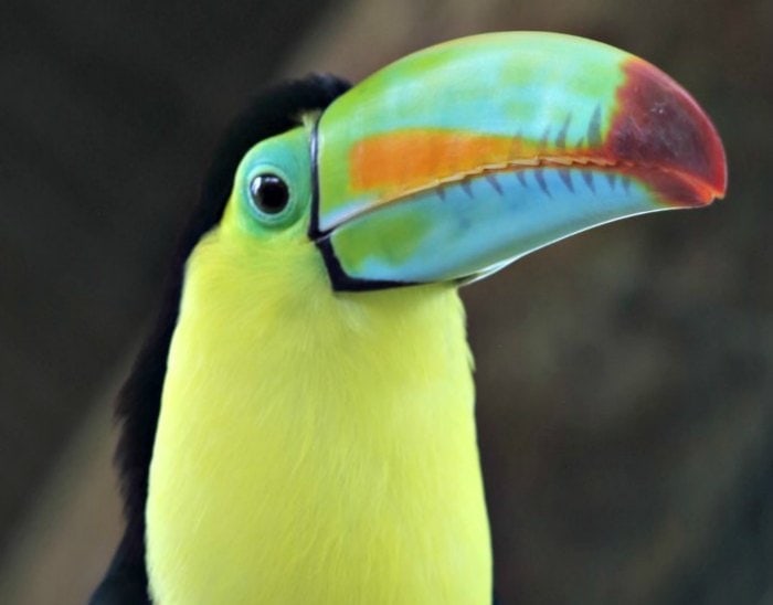Adorable toucan with rainbow colored beak.
