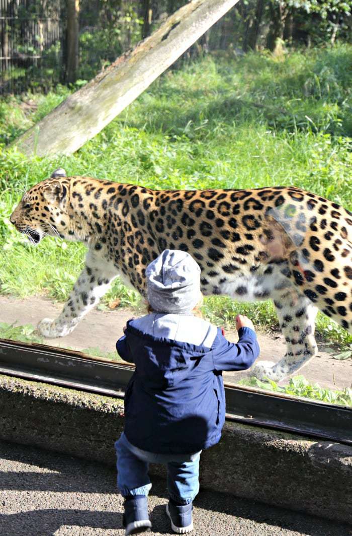 small boy in front of zoo window with leopard walking by