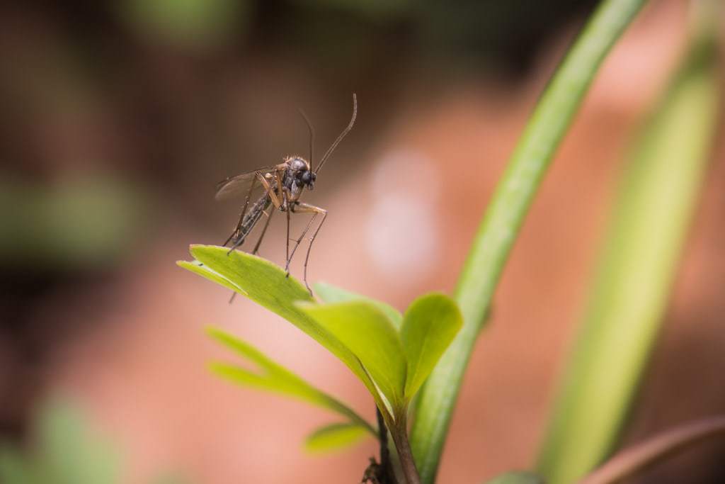Mosquitos In Costa Rica: How Bad Are They Really?