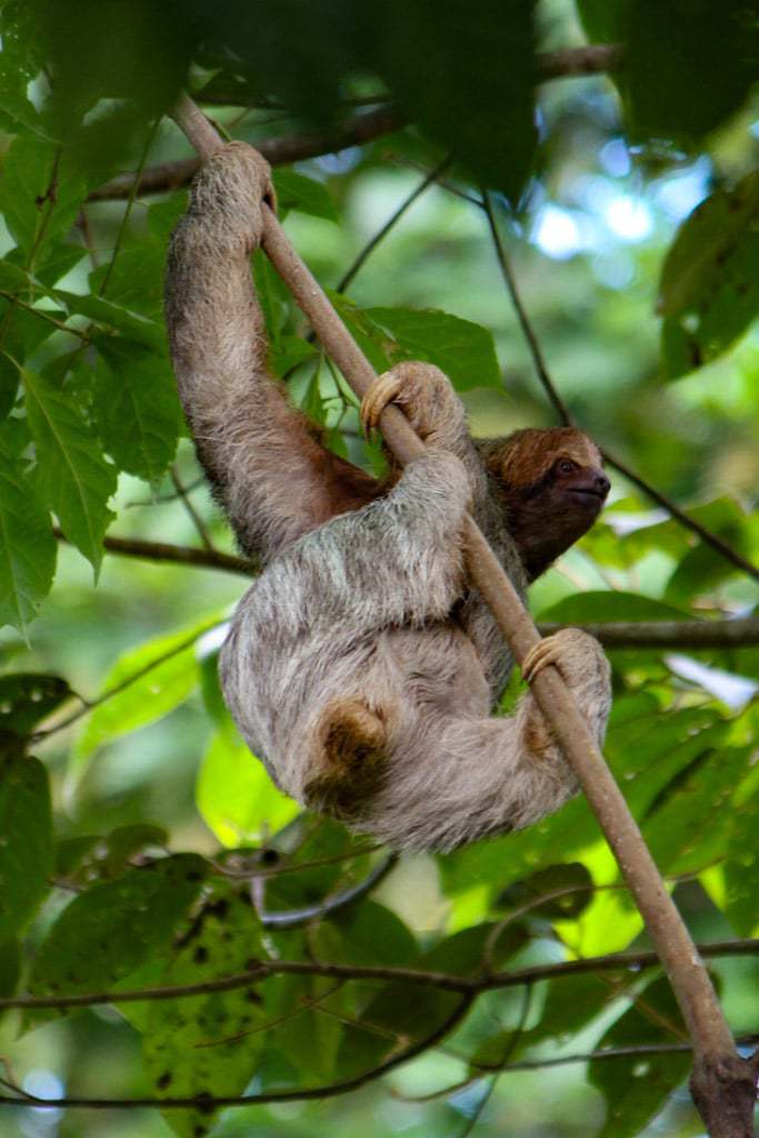 Best Places To See Sloths in Costa Rica