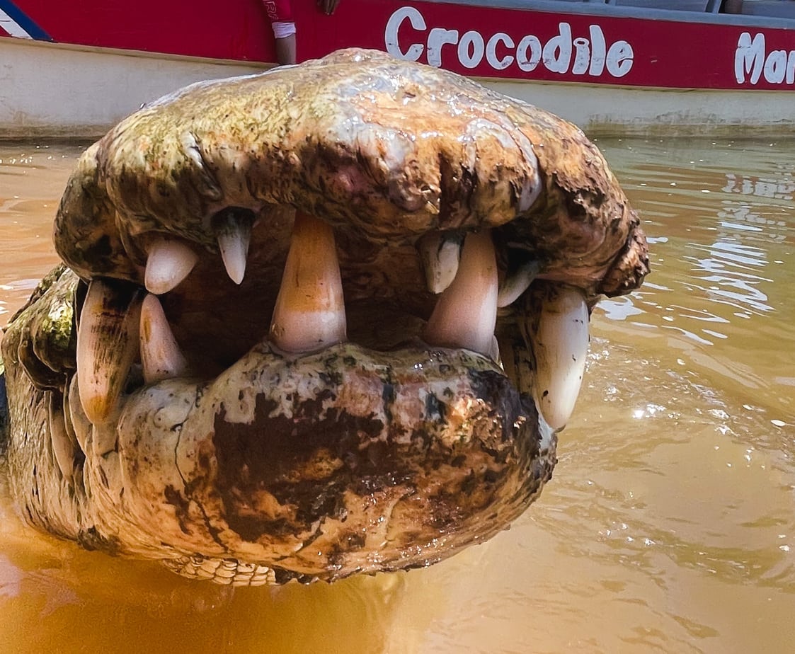 Best Jaco Costa Rica Crocodile Tour