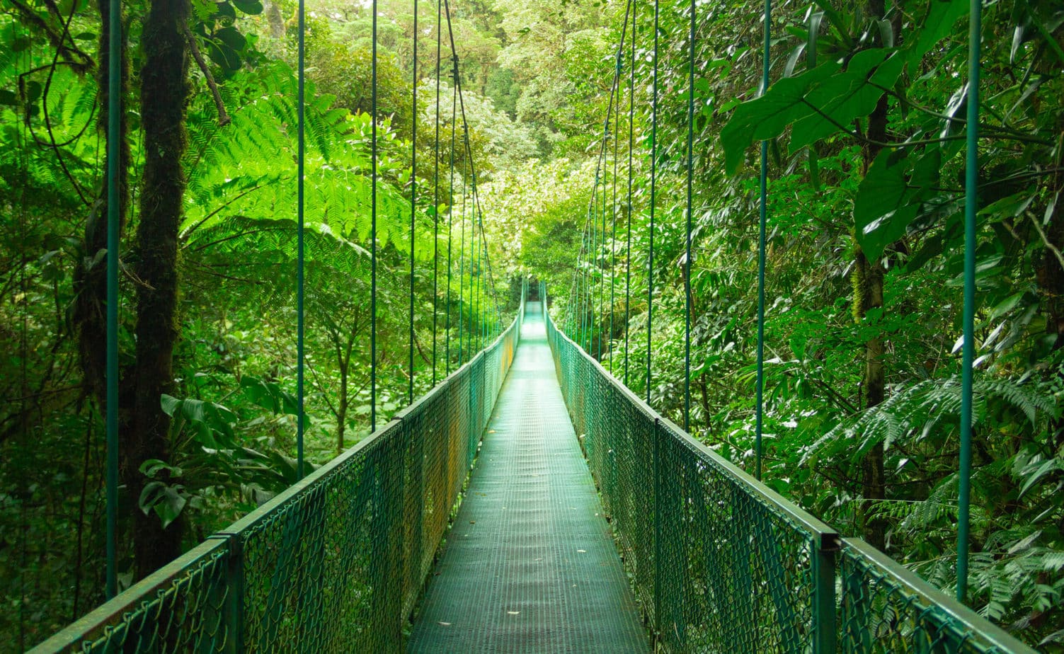 Hanging Bridges Costa Rica: Family Travel Guide