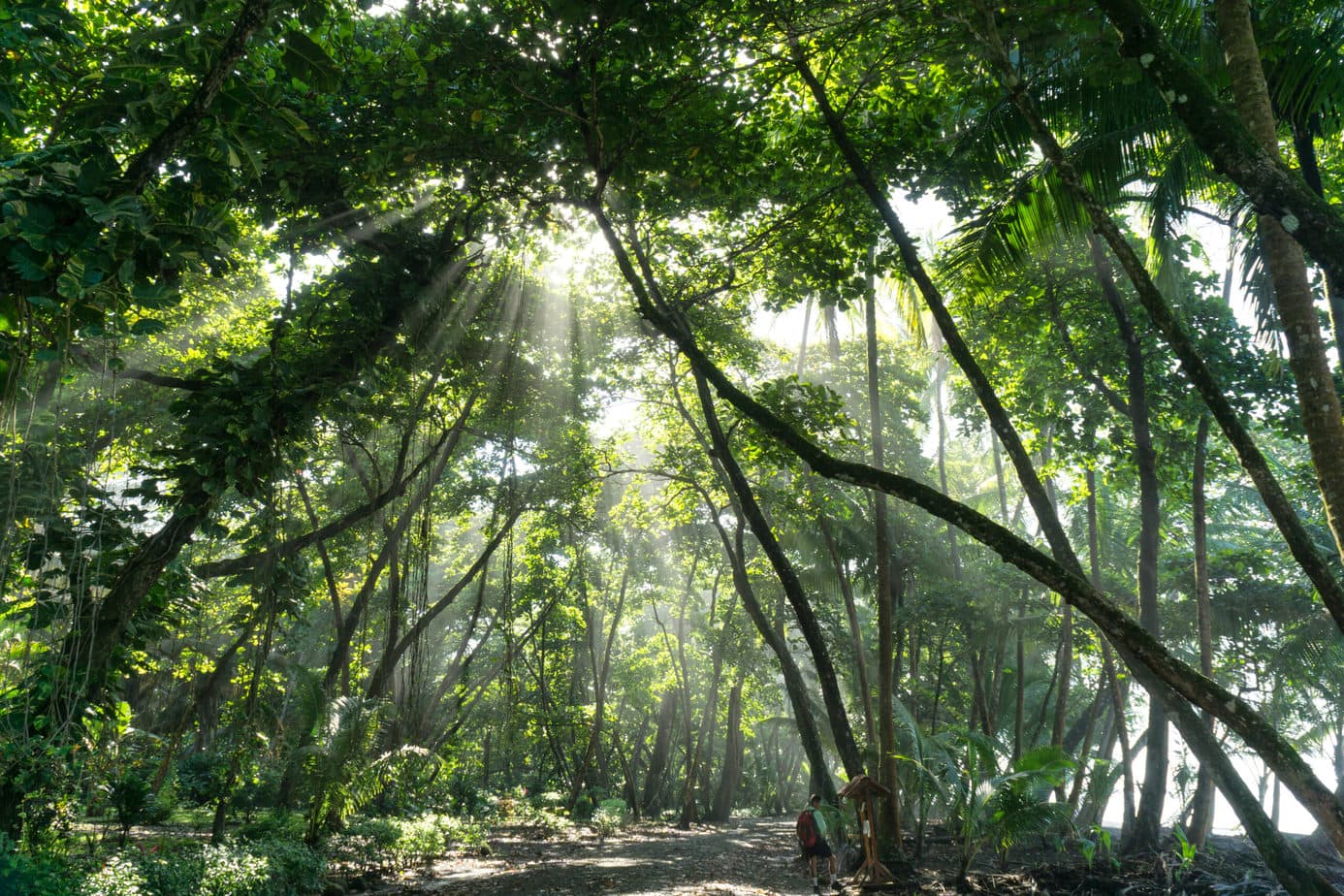 5 Favorite Costa Rica Rainforests 