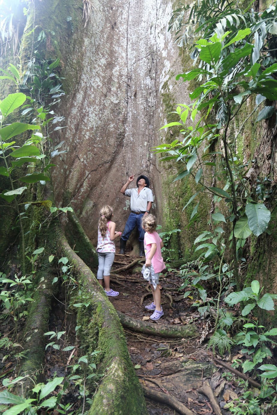 Visit Costa Rica’s Oldest Tree